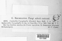 Laestadia cocophila image